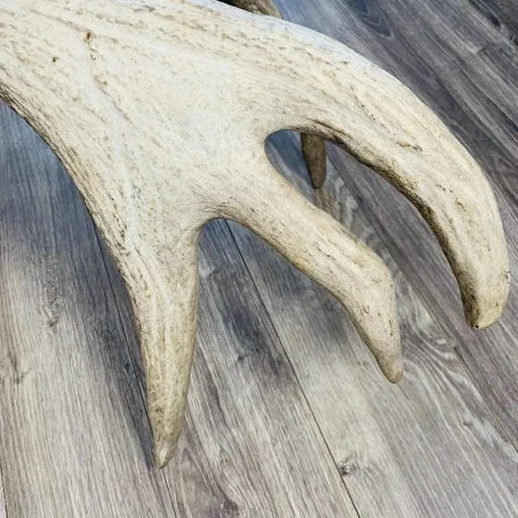 Naturally Shed Wild Moose Antler (Horn, Knife, Carving, Chew, Taxidermy) Full - Picture 9 of 16